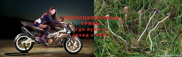 стаф Абинск